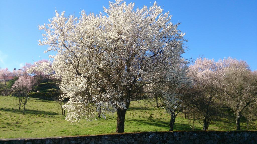 Flor Do Douro - Comercio E Hotelaria, Lda Міранда-ду-Дору Екстер'єр фото